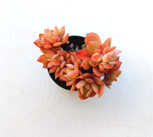 Echeveria 'Green smile f. Crested - 8cm pot