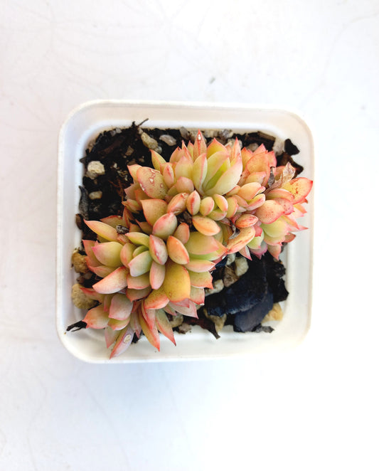 Echeveria 'Green smile f. Crested - 7cm pot