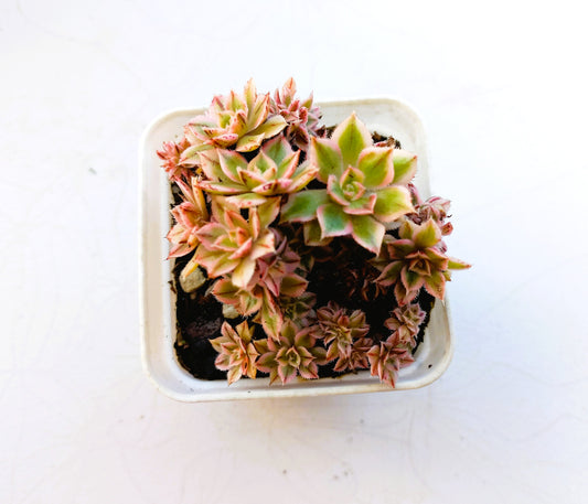 Aeonium Sunburst Crested - 7cm pot