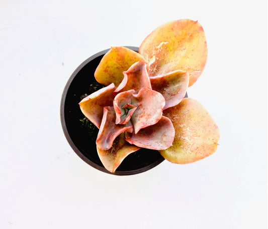 Echeveria Takasago no okina - 8cm pot