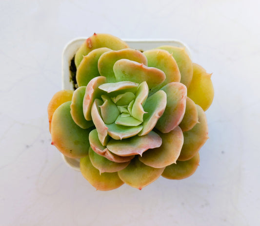 Echeveria Bladerunner- 7cm pot