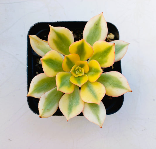 Aeonium Sunburst - 10cm pot