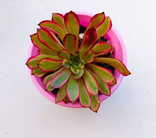 Aeonium Mardi Gras - 10cm pot