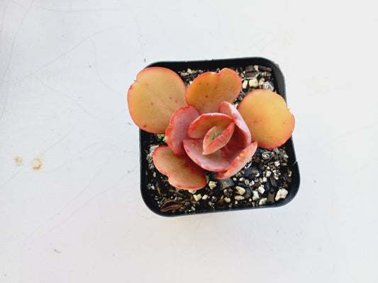 Echeveria Big Red - 7cm pot