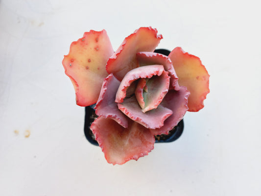 Echeveria Frilly - 7cm pot