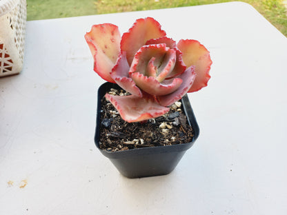 Echeveria Frilly - 7cm pot