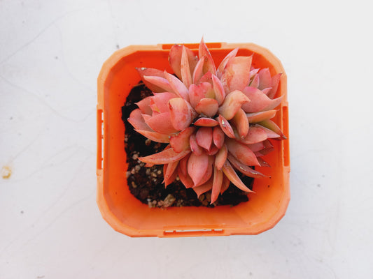 Echeveria 'Green smile f. Crested - 7cm pot