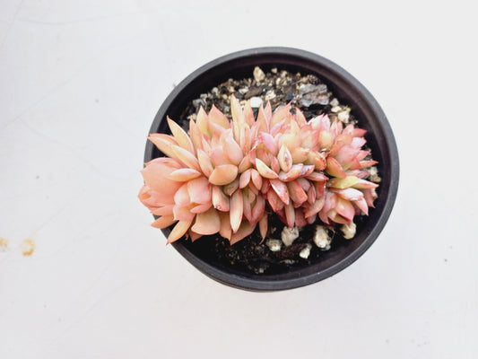Echeveria 'Green smile f. Crested - 8cm pot