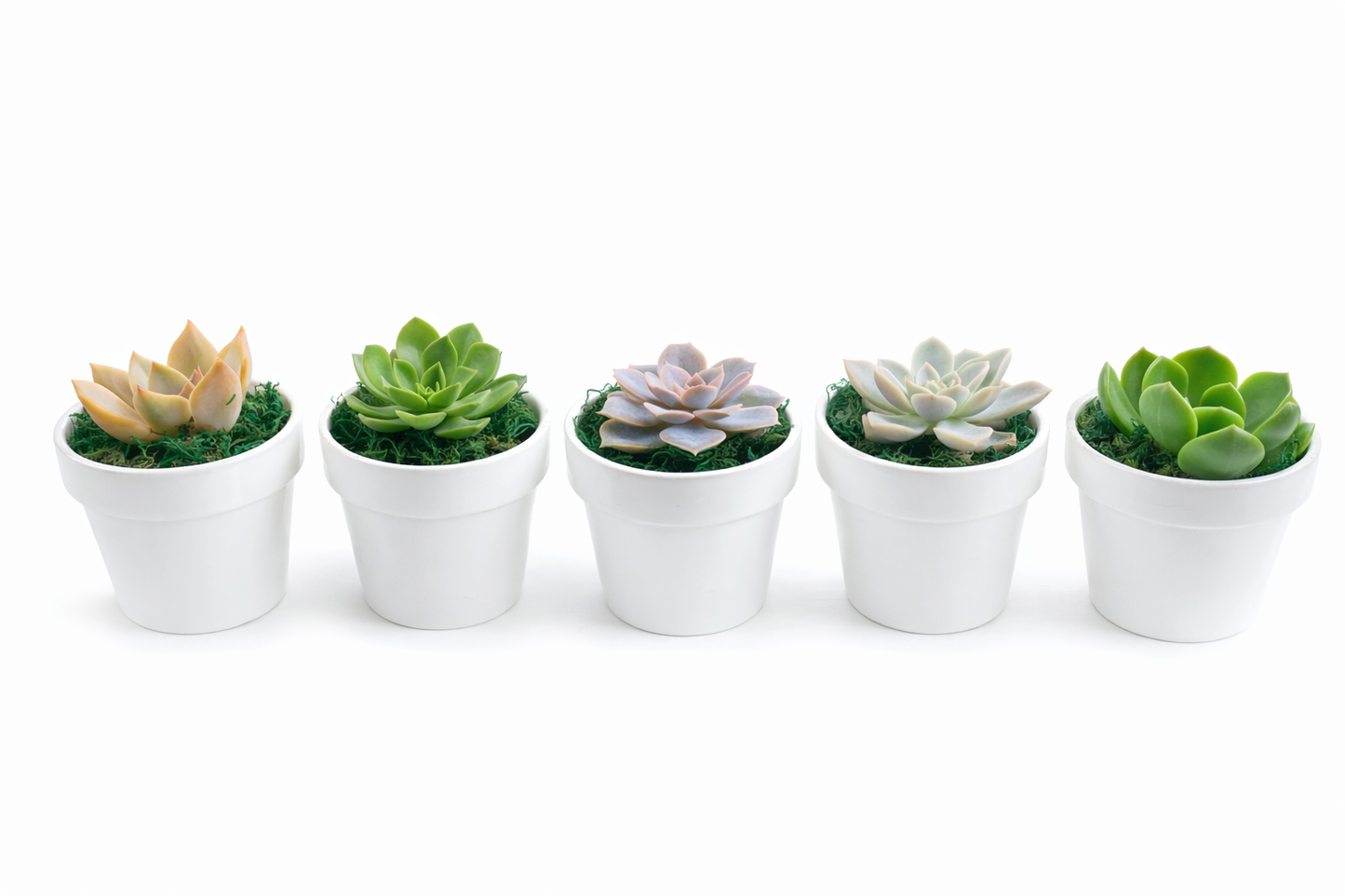 Succulent Clay Pots