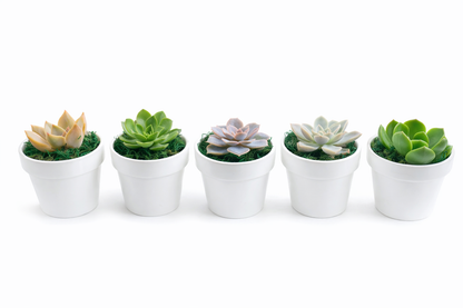 Succulent Clay Pots