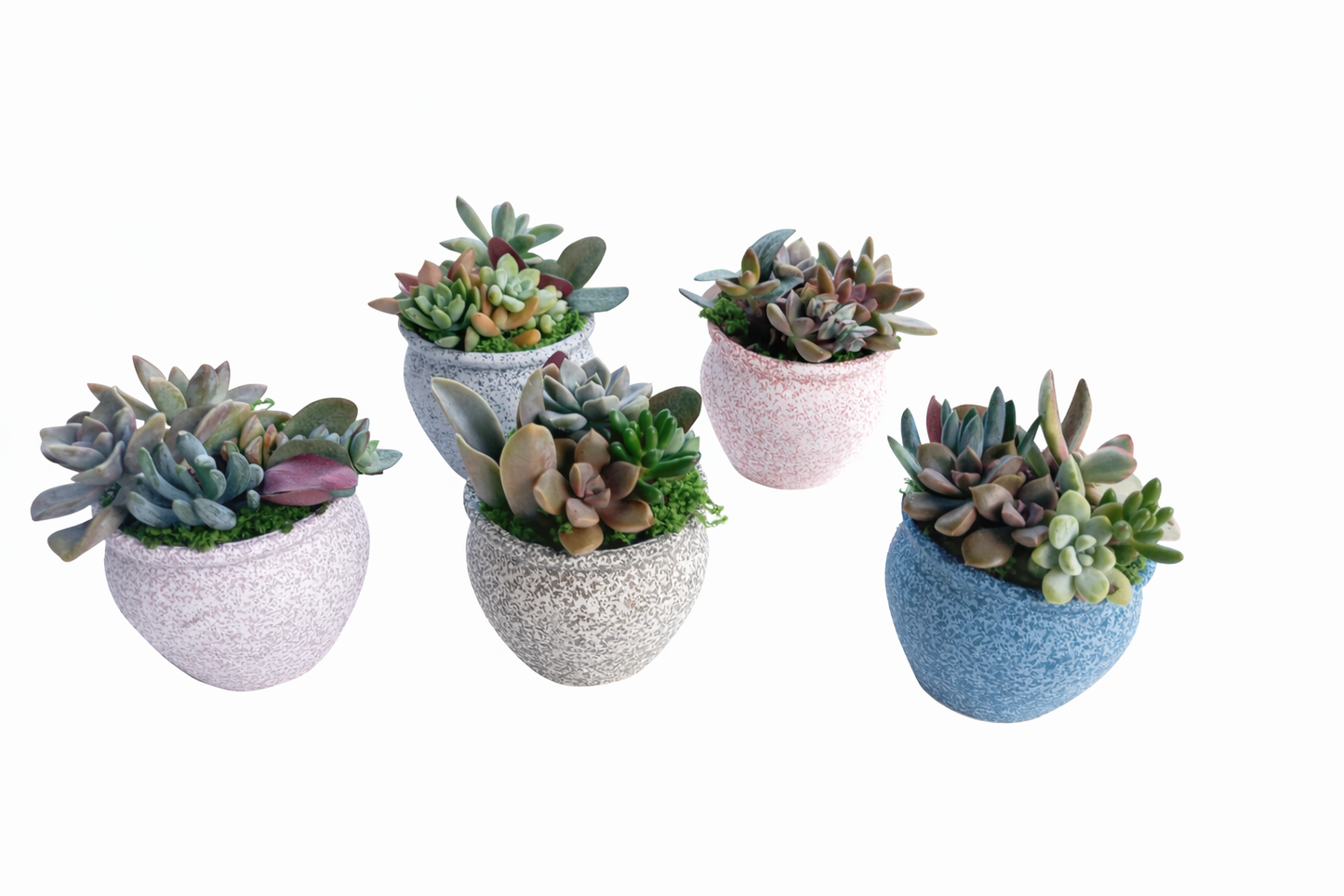Glazed Ceramic Succulent gift Pots