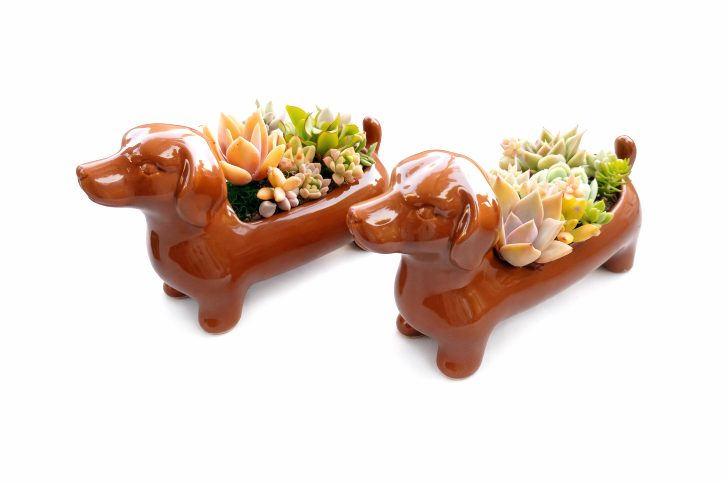 Brown Dachshund Dog Succulent pot - For Pet lovers❤️