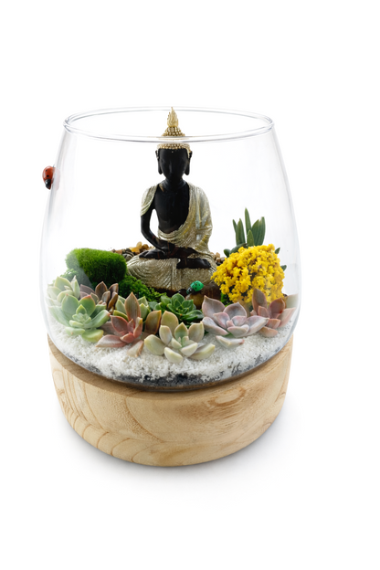 Buddha Succulent Terrarium DIY Kit – Create Your Own Mini Zen Garden