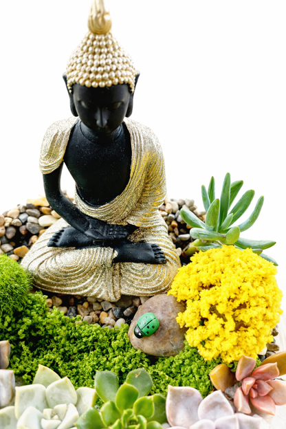 Buddha Succulent Terrarium DIY Kit – Create Your Own Mini Zen Garden