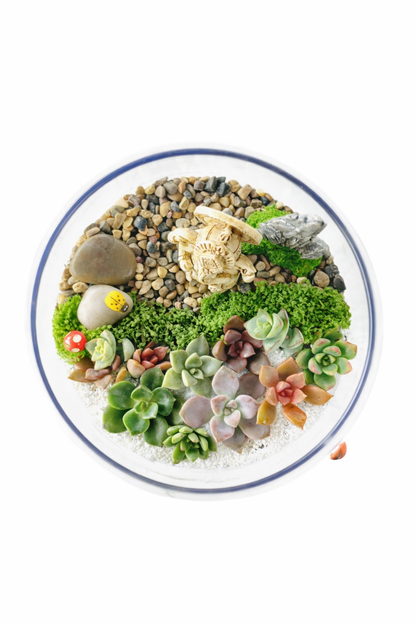 Ganesh Succulent Terrarium DIY Kit – Create Your Own Mini Garden