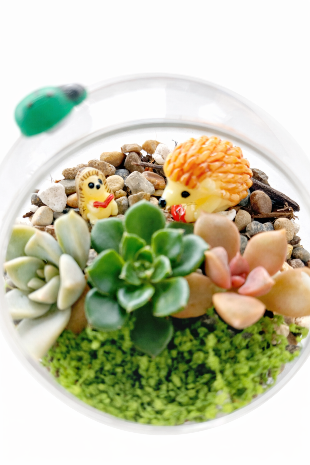 Kids Mini Succulent Garden DIY Kit