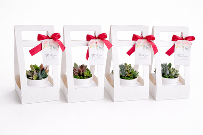 Elegant Succulent white pots