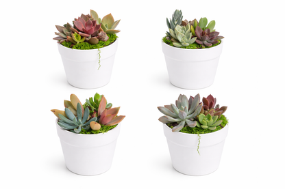 Elegant Succulent white pots