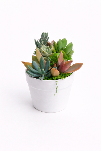 Elegant Succulent white pots