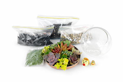 Kids Mini Succulent Garden DIY Kit