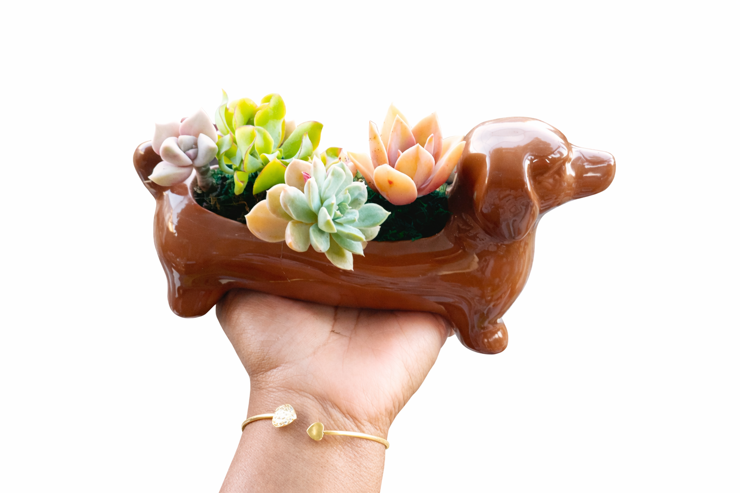 Brown Dachshund Dog Succulent pot - For Pet lovers❤️