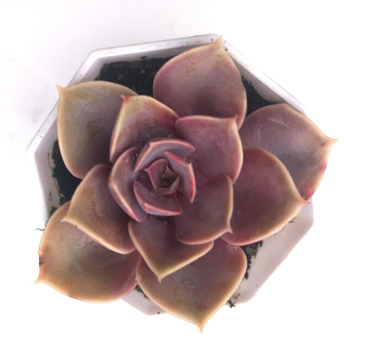 Echeveria Purple Pearl- 80mm pot