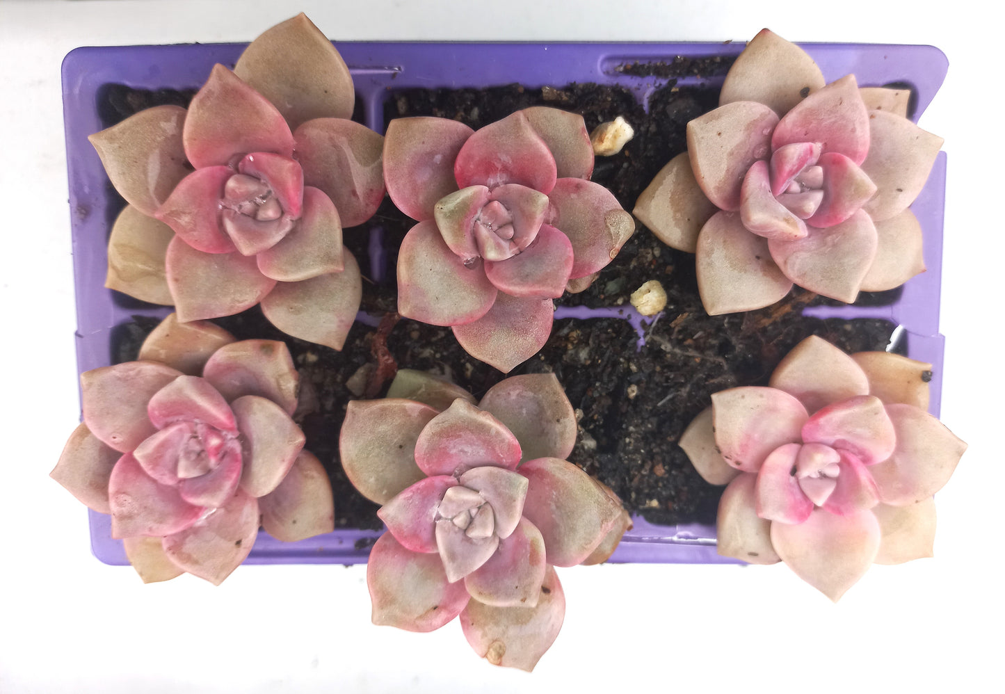 Graptopetalum Purple Delight- 6x Rooted Succulents Punnet tray - Bundle buy