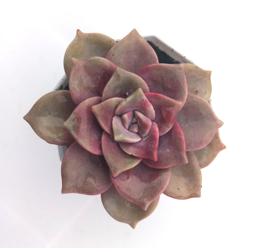 Graptopetalum Purple Delight- 80mm pot