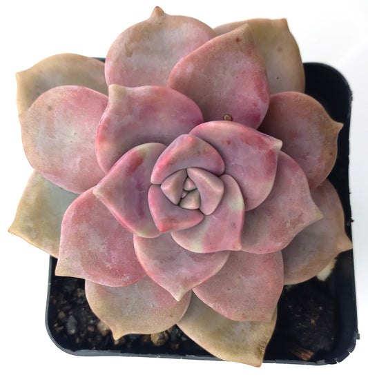 Graptopetalum Purple Delight- 70mm pot