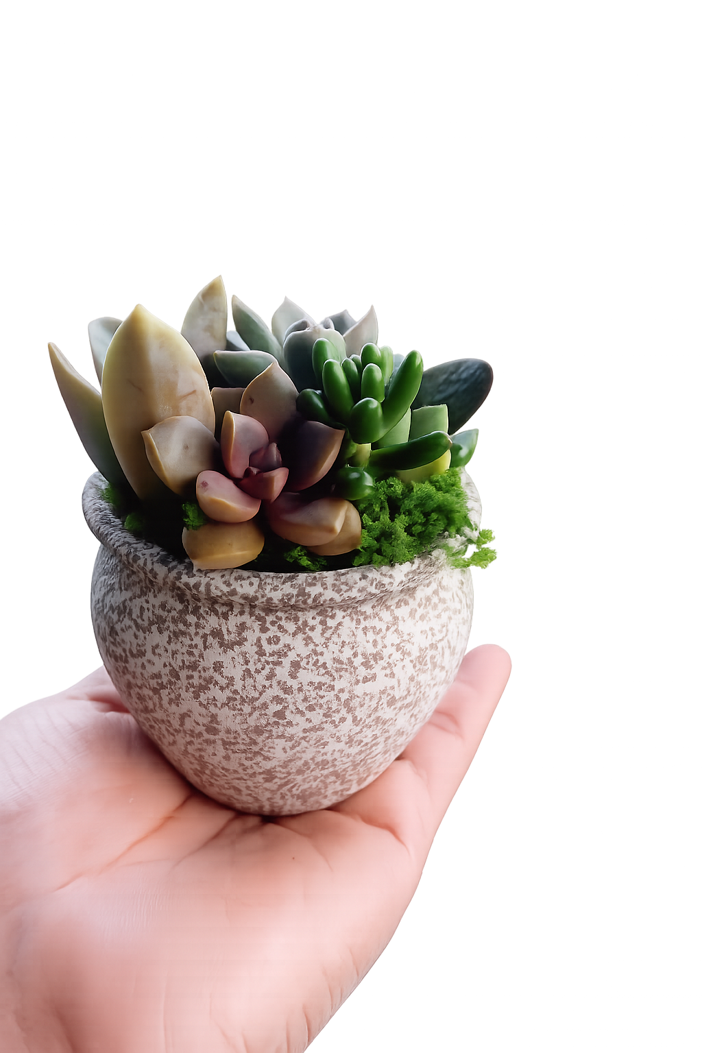 Glazed Ceramic Succulent gift Pots