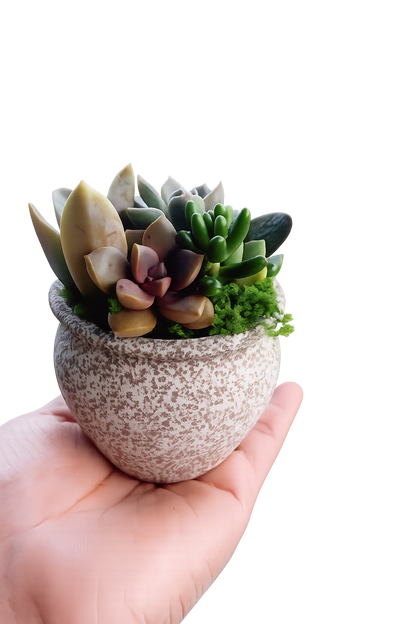 Glazed Ceramic Succulent gift Pots