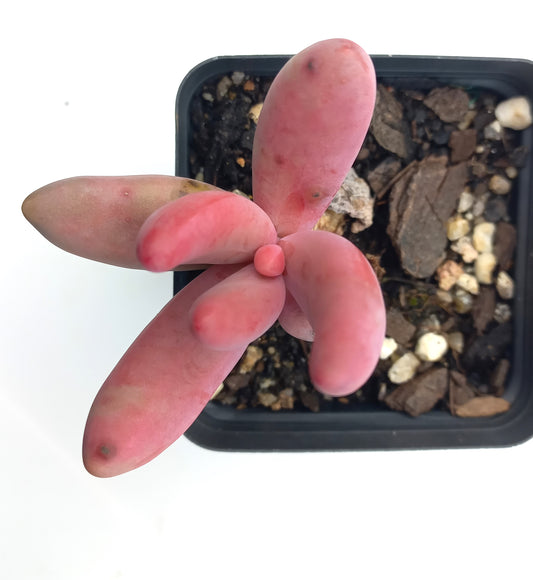 Pachysedum Ganzhou - 70mm pot