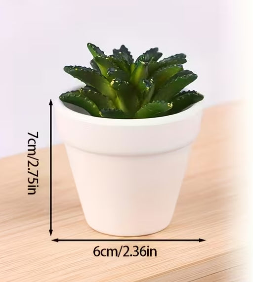Elegant Succulent white pots