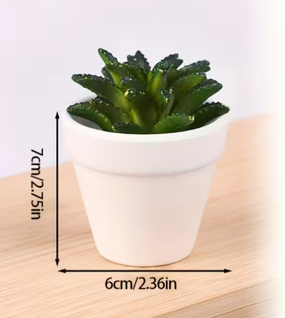 Elegant Succulent white pots