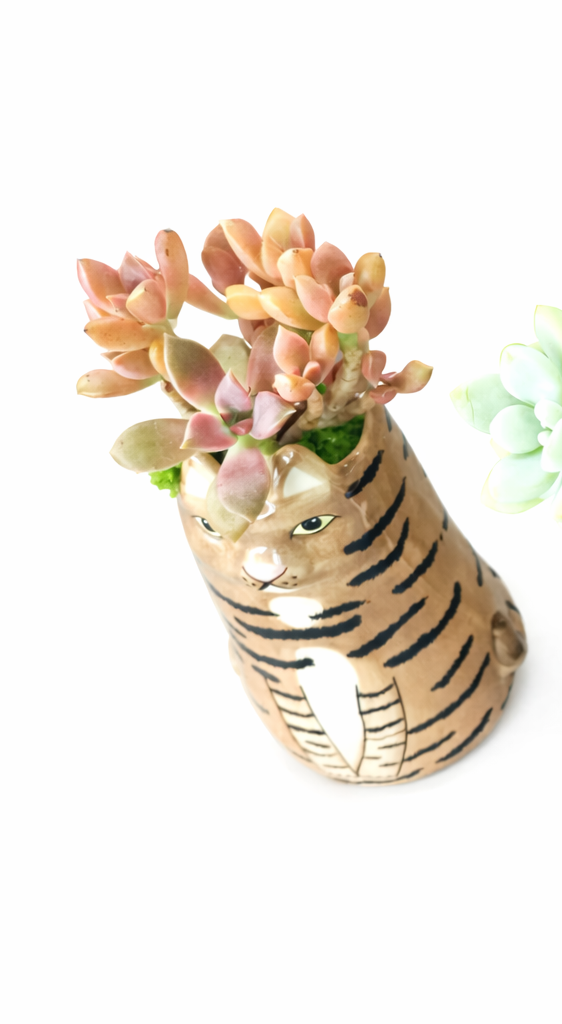 Sitting Brown Cat Succulent pot - For Pet lovers❤️