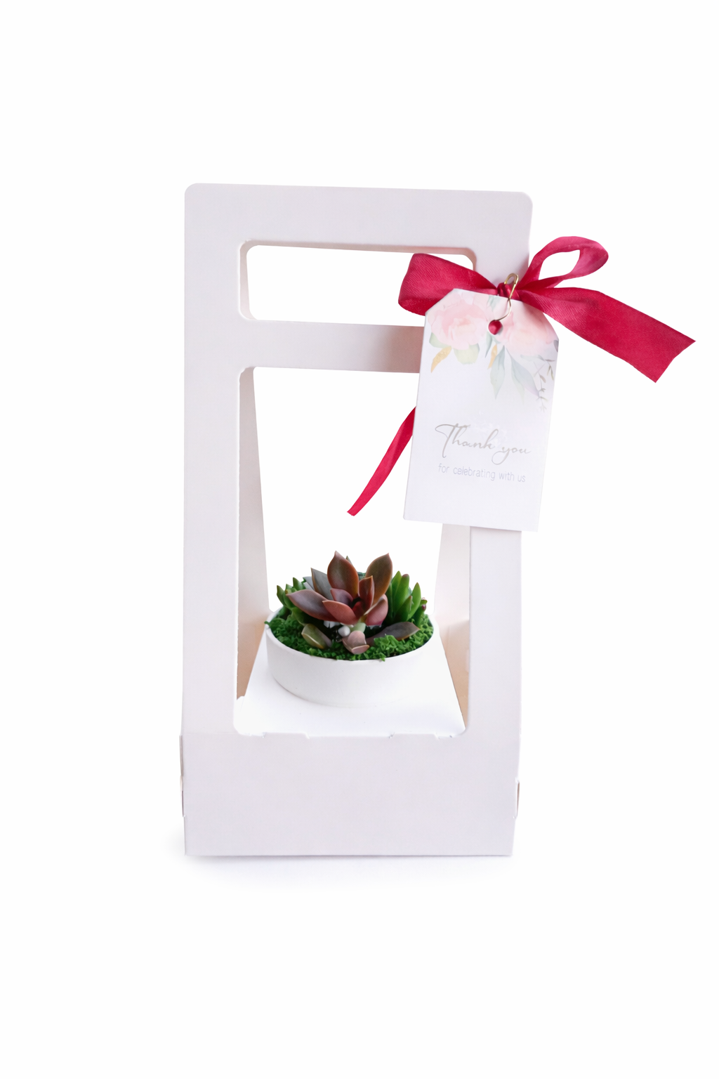 Elegant Succulent white pots