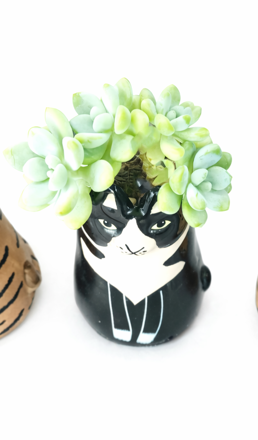 Sitting Black Cat Succulent pot - For Pet lovers❤️