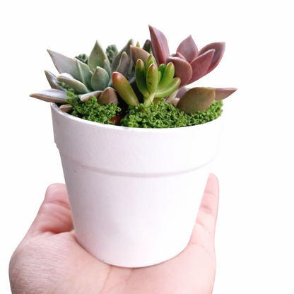 Elegant Succulent white pots