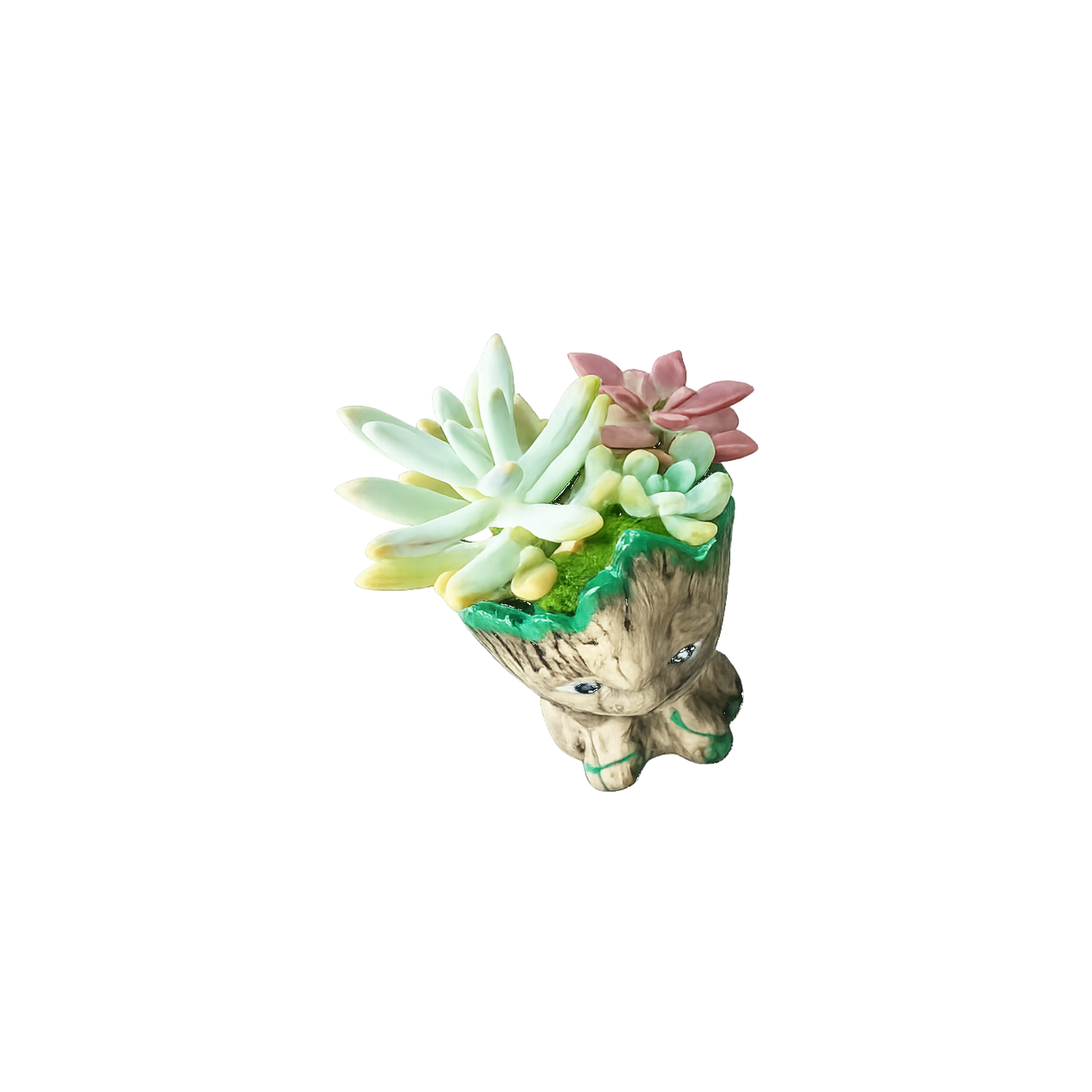 Groot Succulent Planter with Real Succulents – 14cm