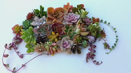 'Succulent cuttings gift box' - 30+ colorful cuttings